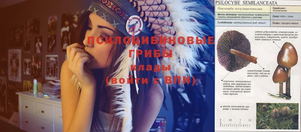 ГАЛЛЮЦИНОГЕННЫЕ ГРИБЫ Белокуриха